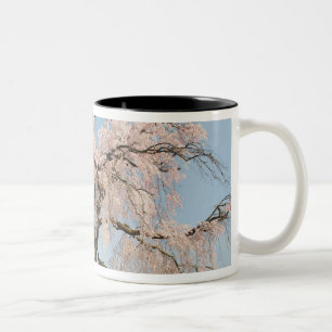 Japan, Kyoto. Weeping cherry tree under blue sky Two-Tone Coffee Mug