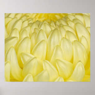 Japan, Mie, Ise Shrine, Chrysanthemum Poster