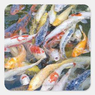 Japan, Tokyo, close-up swimming fish Square Sticker