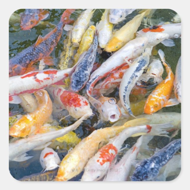 Japan, Tokyo, close-up swimming fish Square Sticker (Front)