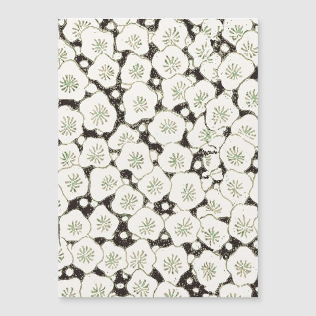 Japan White Flower floral garden (Front)