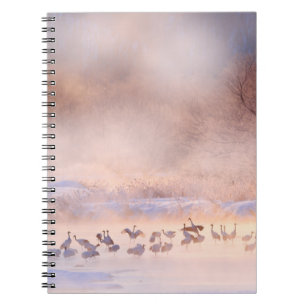 Japan winter nature. Wildlife scene, snowy nature. Notebook
