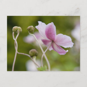 Japanese Anemone Herbstanemone Postcard