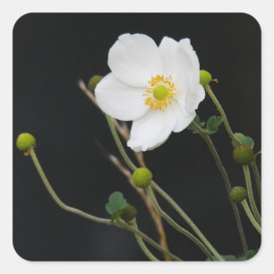 Japanese Anemone Sticker