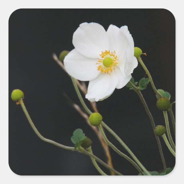 Japanese Anemone Sticker (Front)