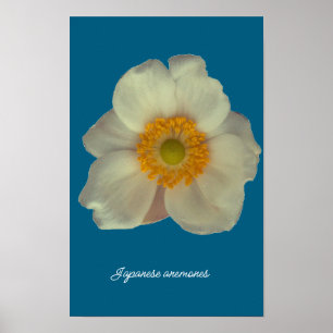 Japanese anemones flower poster
