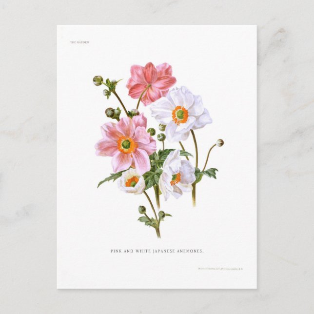Japanese Anemones Postcard (Front)