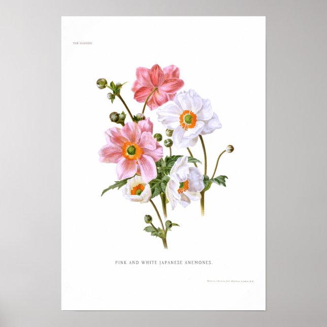 Japanese Anemones Poster (Front)