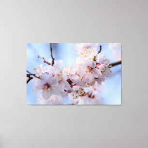 Japanese Apricot Blossom Canvas Print