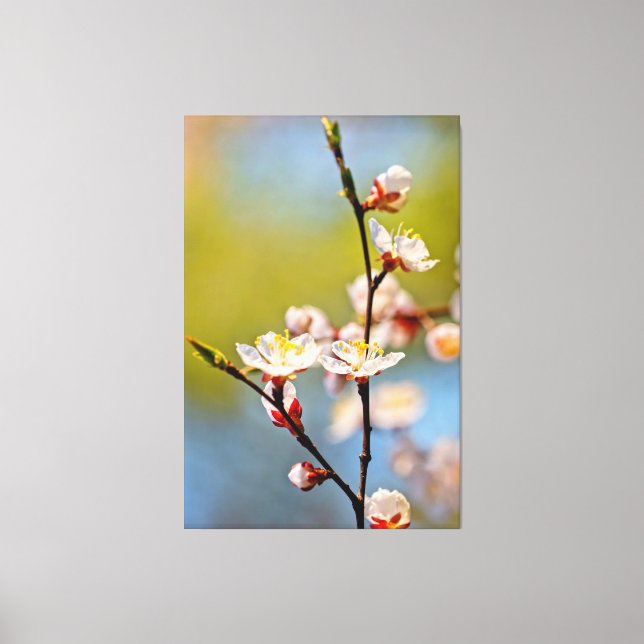 Japanese Apricot Blossoms Canvas Print (Front)
