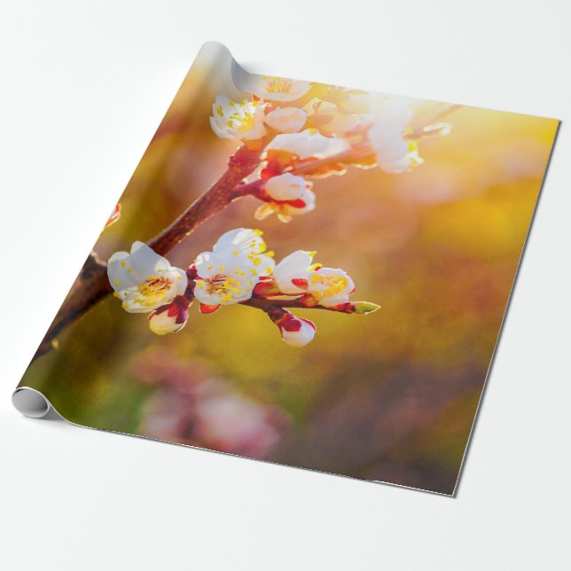 Japanese Apricot Flowers At Orange Sunset Wrapping Paper (Unrolled)