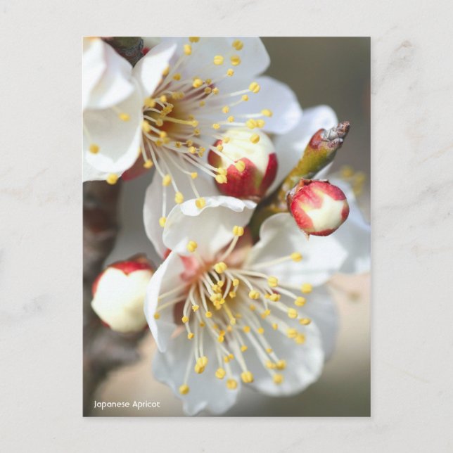 Japanese Apricot [Postcard] Postcard (Front)