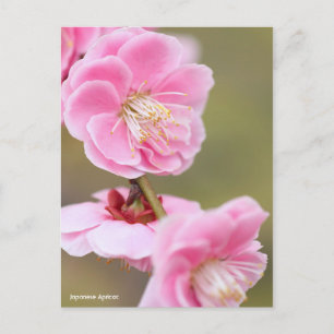Japanese Apricot [Postcard] Postcard