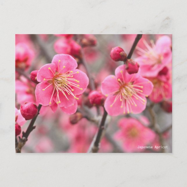 Japanese Apricot [Postcard] Postcard (Front)