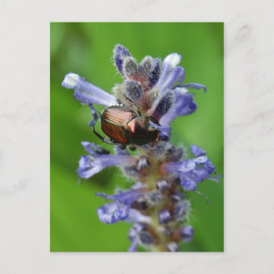 Japanese Beetle on Purple Arrowhead flower Postcard