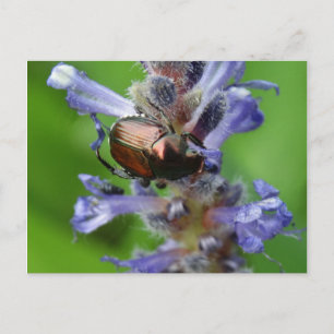 Japanese Beetle on Purple Arrowhead flower Postcard