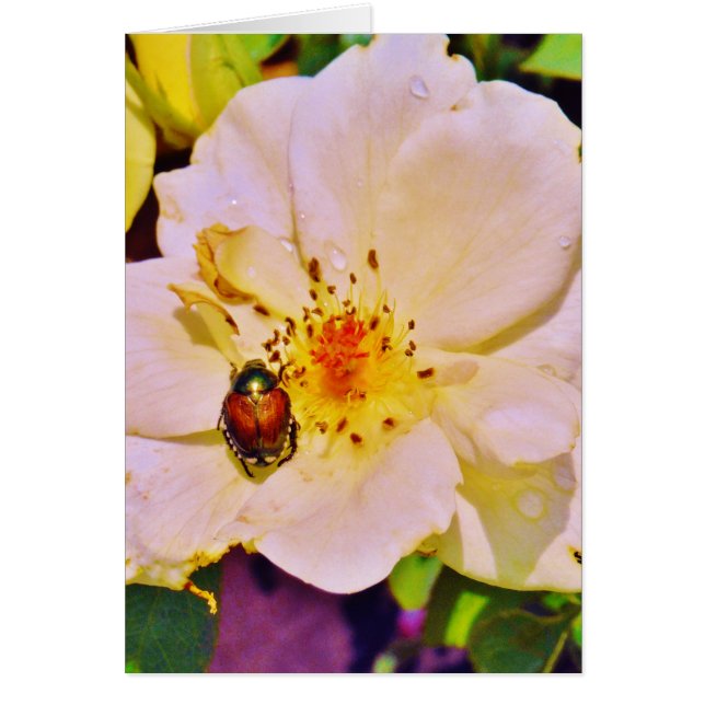 Japanese Beetle on White  Rose (Front)