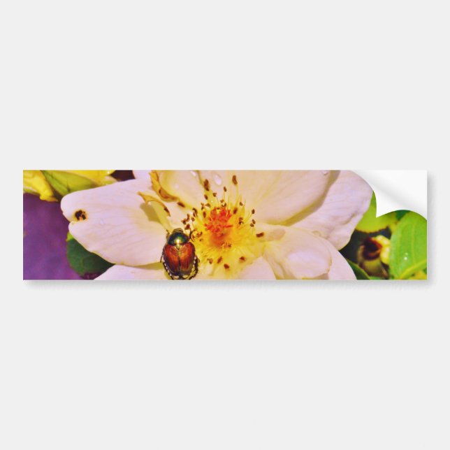 Japanese Beetle on White  Rose Bumper Sticker (Front)
