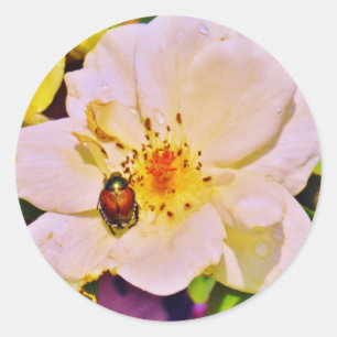 Japanese Beetle on White  Rose Classic Round Sticker