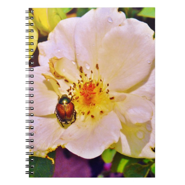 Japanese Beetle on White  Rose Notebook (Front)