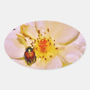 Japanese Beetle on White  Rose Oval Sticker