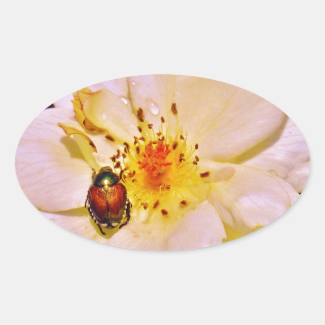 Japanese Beetle on White  Rose Oval Sticker (Front)