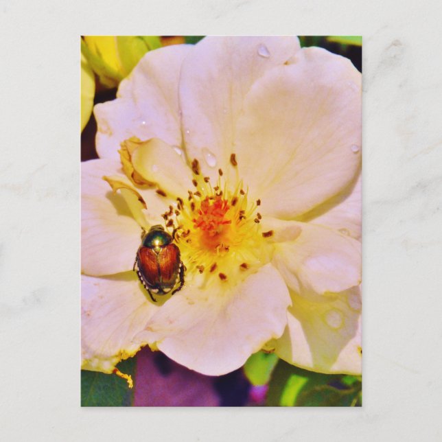 Japanese Beetle on White  Rose Postcard (Front)