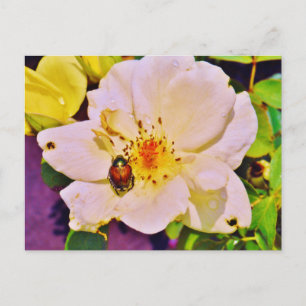 Japanese Beetle on White  Rose Postcard
