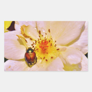 Japanese Beetle on White Rose Rectangular Sticker