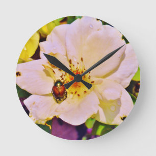 Japanese Beetle on White  Rose Round Clock