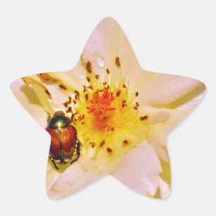Japanese Beetle on White  Rose Star Sticker