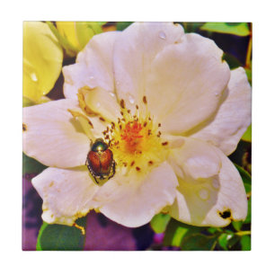 Japanese Beetle on White Rose Tile