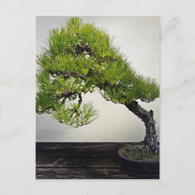 Japanese Black Pine Bonsai Postcard (Front)
