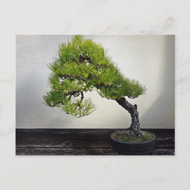 Japanese Black Pine Bonsai Postcard (Front)