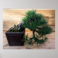Japanese Black Pine Bonsai Tree Photo