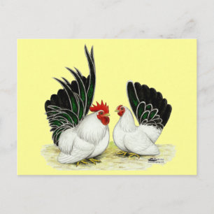Japanese Blacktail Bantams Postcard