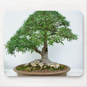 Japanese Bonsai Tree in Shallow Oval Pot Mouse Mat