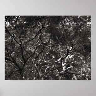 Japanese Branches Poster