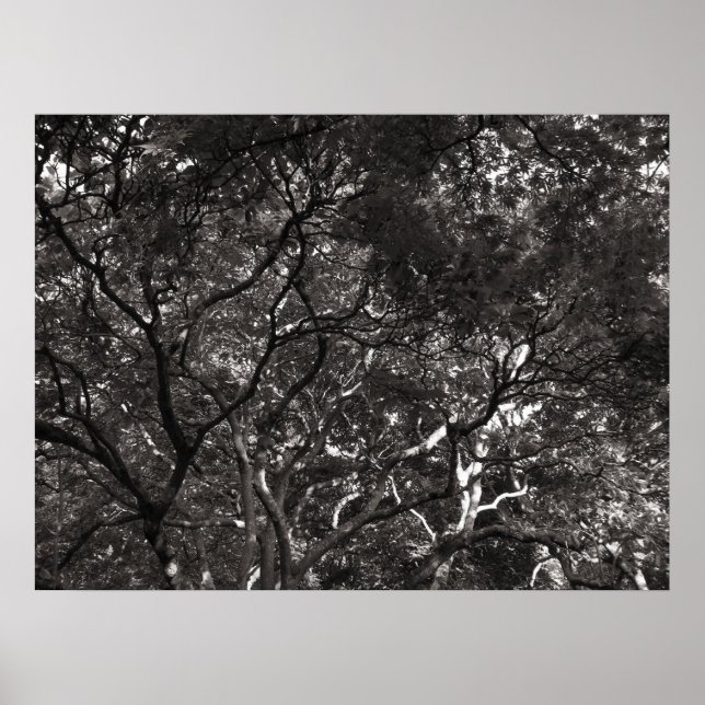 Japanese Branches Poster (Front)