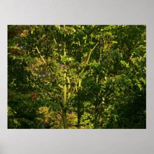 Japanese Branches V Poster