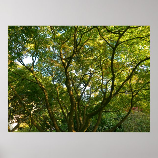 Japanese Branches VI Poster (Front)