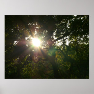 Japanese Branches VII Poster