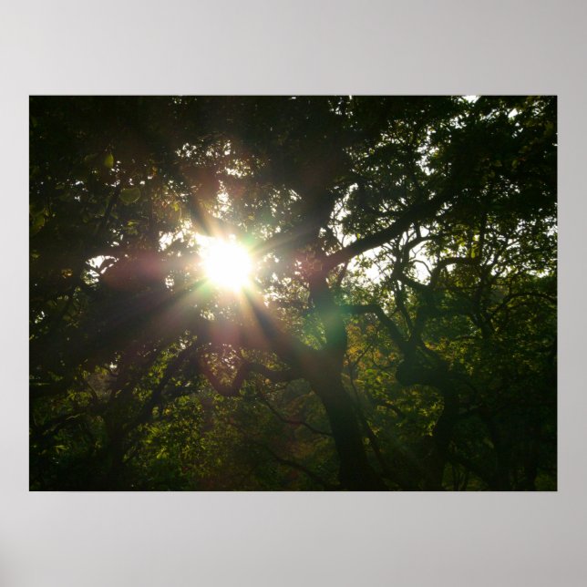 Japanese Branches VII Poster (Front)