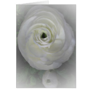 Japanese Camelia