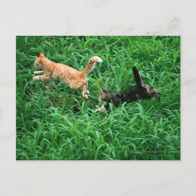 Japanese Cat 3 Postcard (Front)