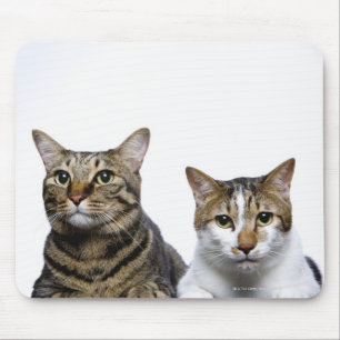 Japanese cat and Manx cat on white background Mouse Mat