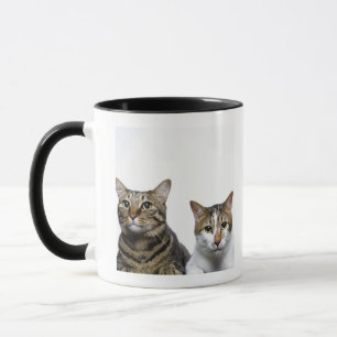 Japanese cat and Manx cat on white background Mug