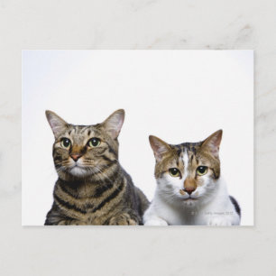 Japanese cat and Manx cat on white background Postcard