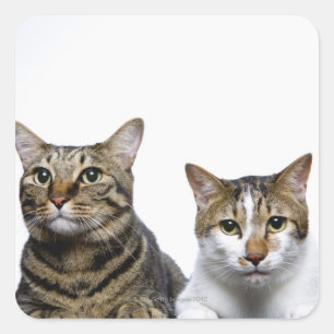 Japanese cat and Manx cat on white background Square Sticker