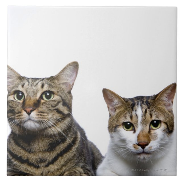 Japanese cat and Manx cat on white background Tile (Front)